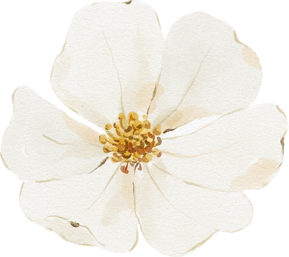 Watercolor white flower